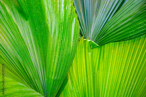 Close to a thick juicy leaf of an exotic plant in a greenhouse