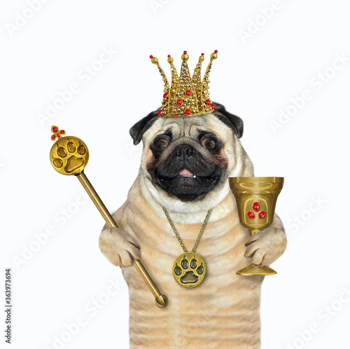 The pug dog king in a crown with a gold paw print pendant is holding a goblet with rubies and a royal scepter. White background. Isolated.