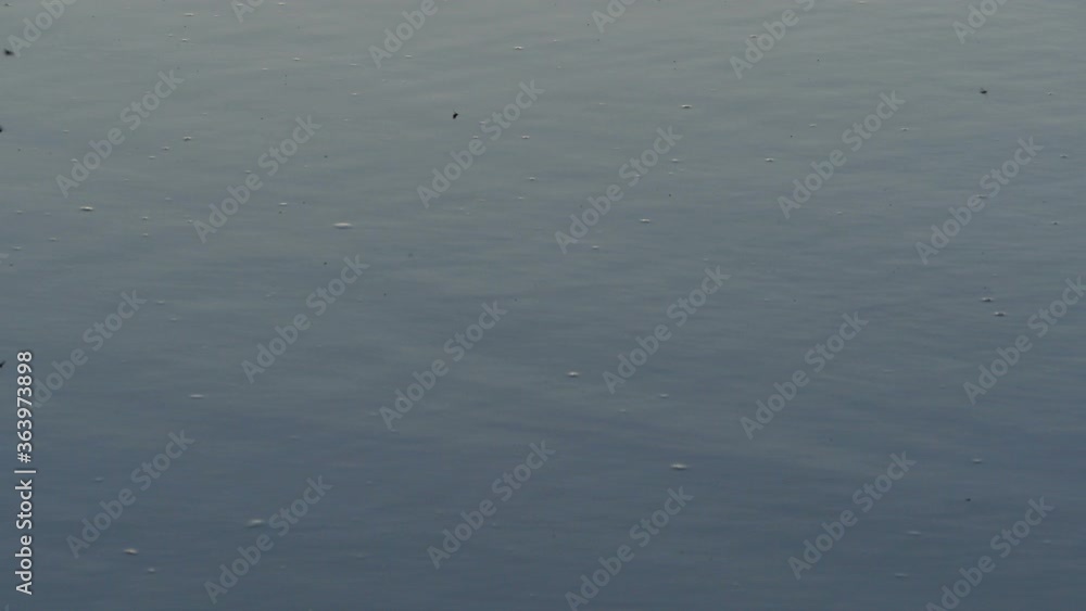 insects fly low above the surface of the water