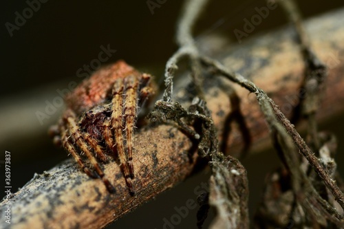 Macro of a Common house spider (Parasteatoda tepidariorum). The name house spider is a generic term for different spiders commonly found around human dwellings