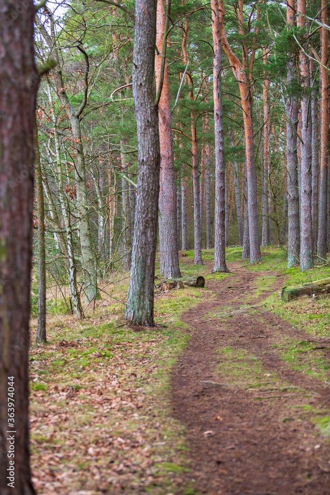 Exercise track in nature reserve with pine forest Exercise track in nature reserve with pine forest