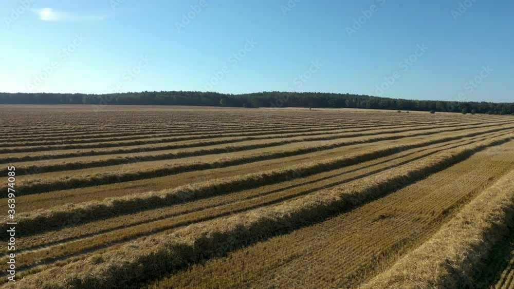 rows of vines rows of vines