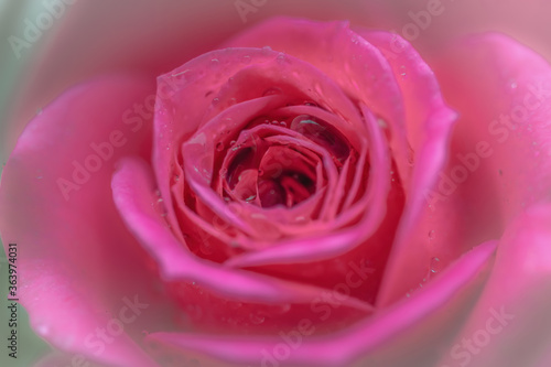 close up of pink rose