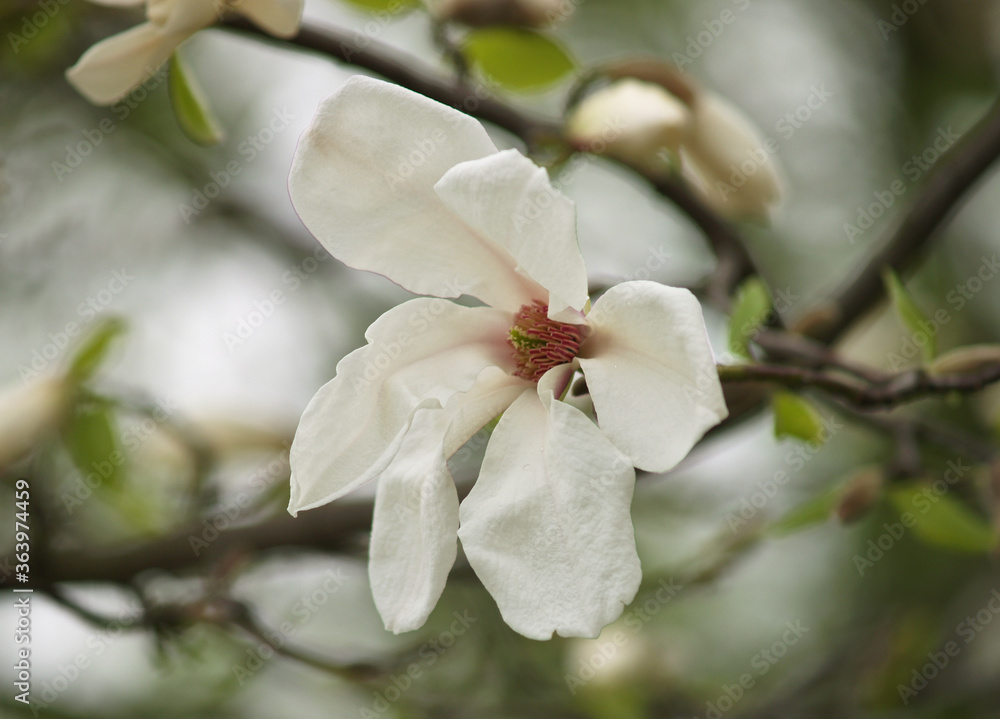A beautiful magnolia flower on a tree is surrounded by green leaves. Close-up A beautiful magnolia flower on a tree is surrounded by green leaves. Close-up