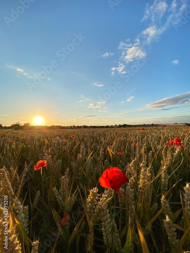 The sun going down across a poppy speckled crop field
