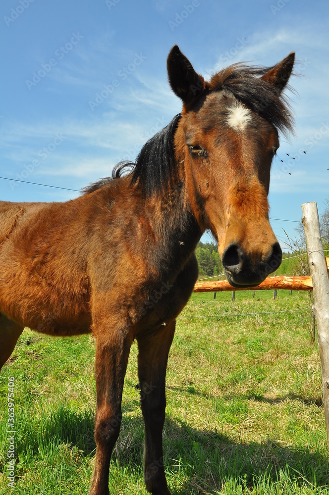 Obraz premium Polska - Mazury - Warmia. Krajobraz. Koń.