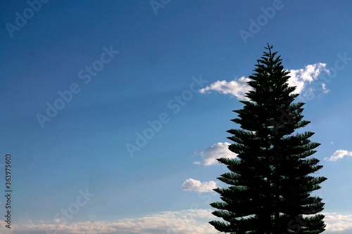 Konstfotografi Pino, cielo azul, nubes