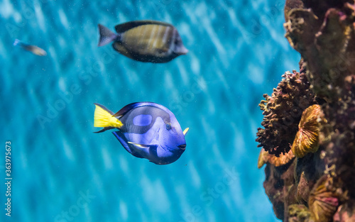 Принти на полотні Closeup of a regal blue tang in aquarium environment