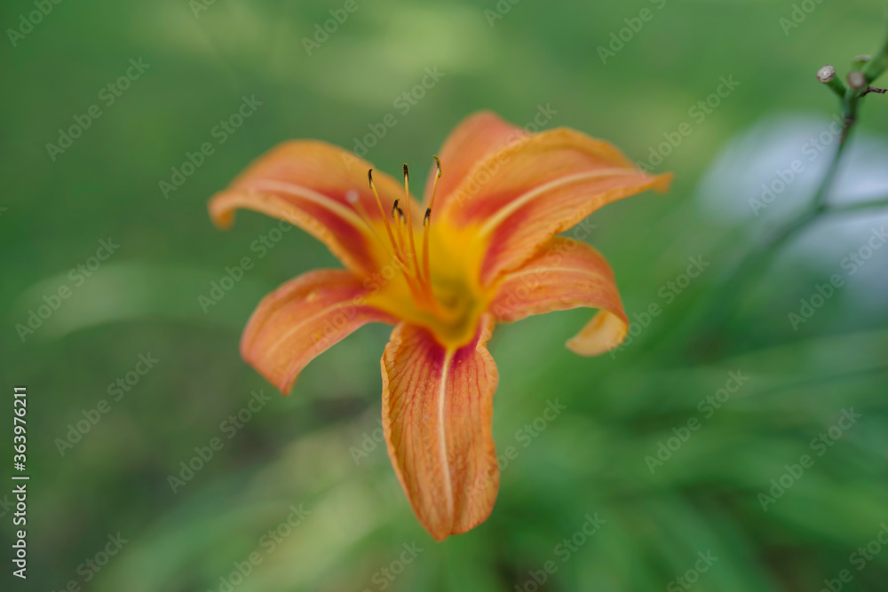 Full frame image of bright orange day lily/ tiger lily with copy space shot in natural light with selective focus on foreground tongue-shaped petal. Bright summer colors and delicate texture with Full frame image of bright orange day lily/ tiger lily with copy space shot in natural light with selective focus on foreground tongue-shaped petal. Bright summer colors and delicate texture with