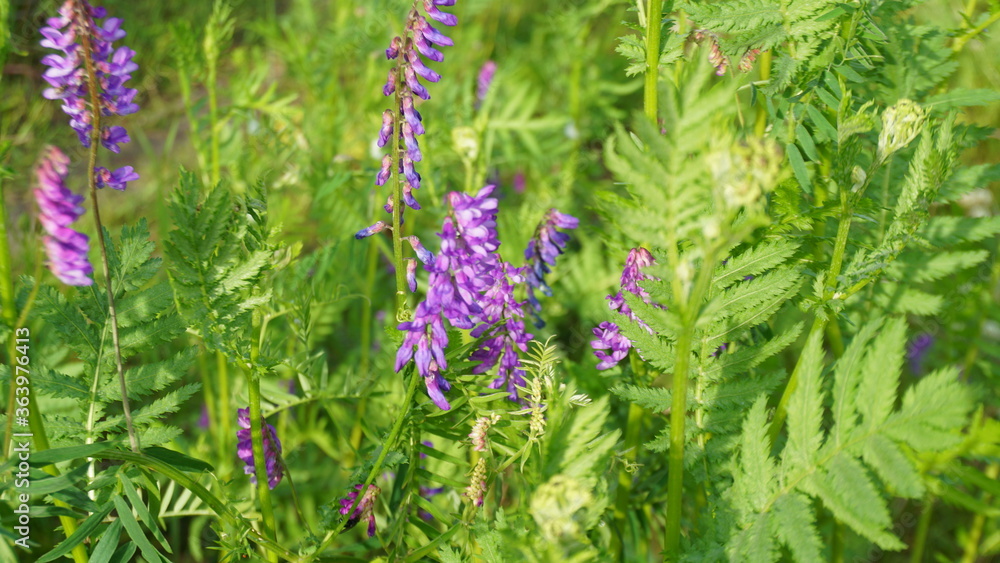 purple flowers on a green background summer sun purple flowers on a green background summer sun
