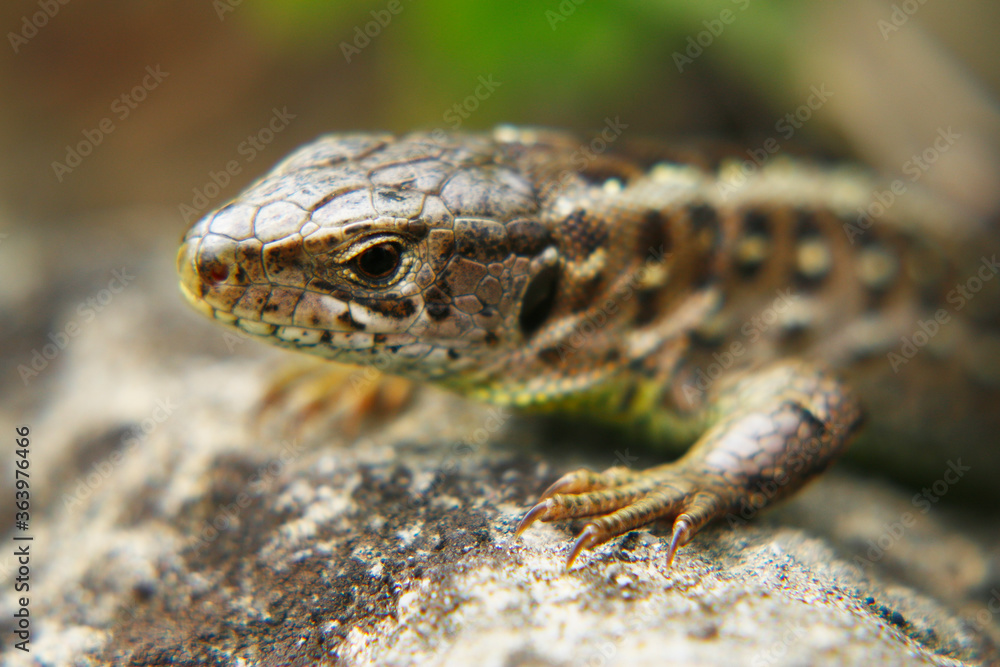 lizard walking on stones in the forest lizard walking on stones in the forest