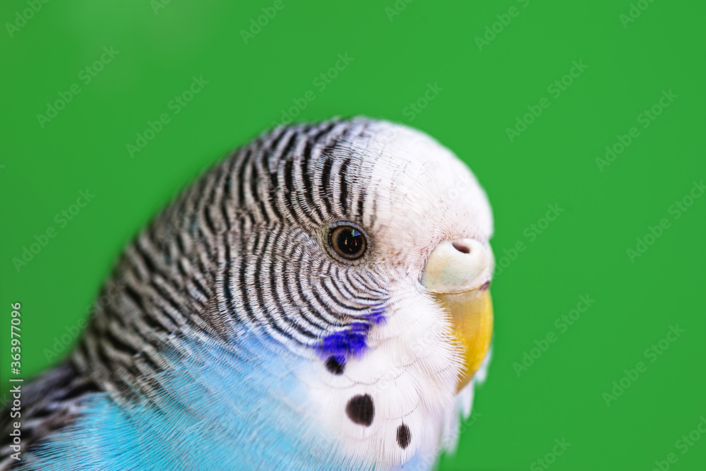 Fototapeta premium budgie head in close up, blue, budgerigar or budgerigar