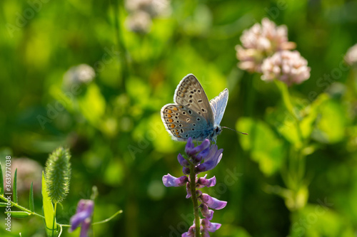 Butterfly Golubyanka ikar on a purple flower and bright green field background