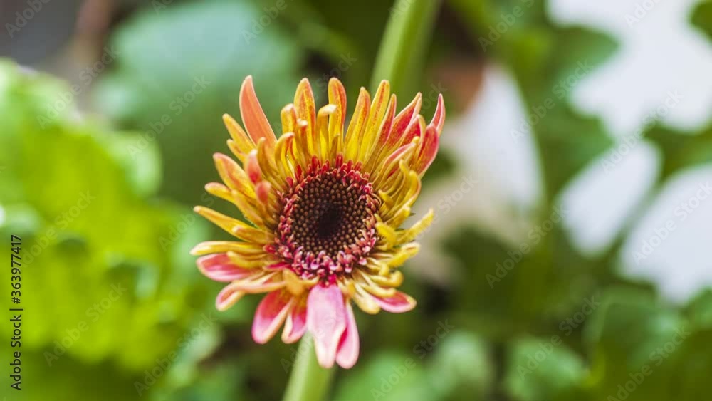 Timelapse of Gerbera flower during blossoming Timelapse of Gerbera flower during blossoming