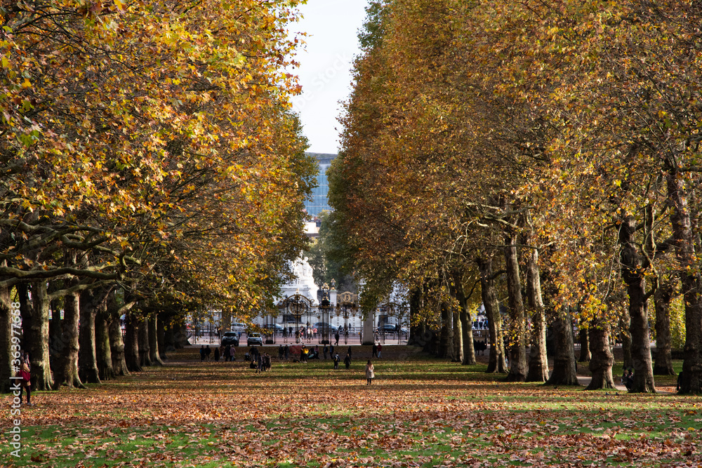 Obraz premium A British park in yellow leaves