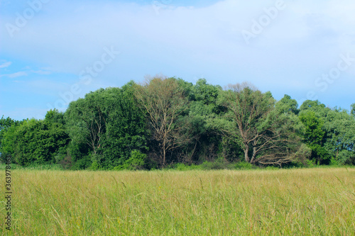 Blurry image of green field and blue sky background. Landscape, nature concept. Nature Background.