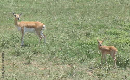 Deer in safari park in Texas 2014