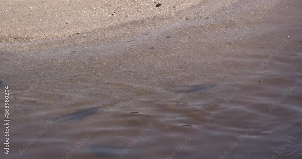 Fish swimming in margins of river with clear clean water in summer, next to the sandy river bank. Fish swimming in margins of river with clear clean water in summer, next to the sandy river bank.