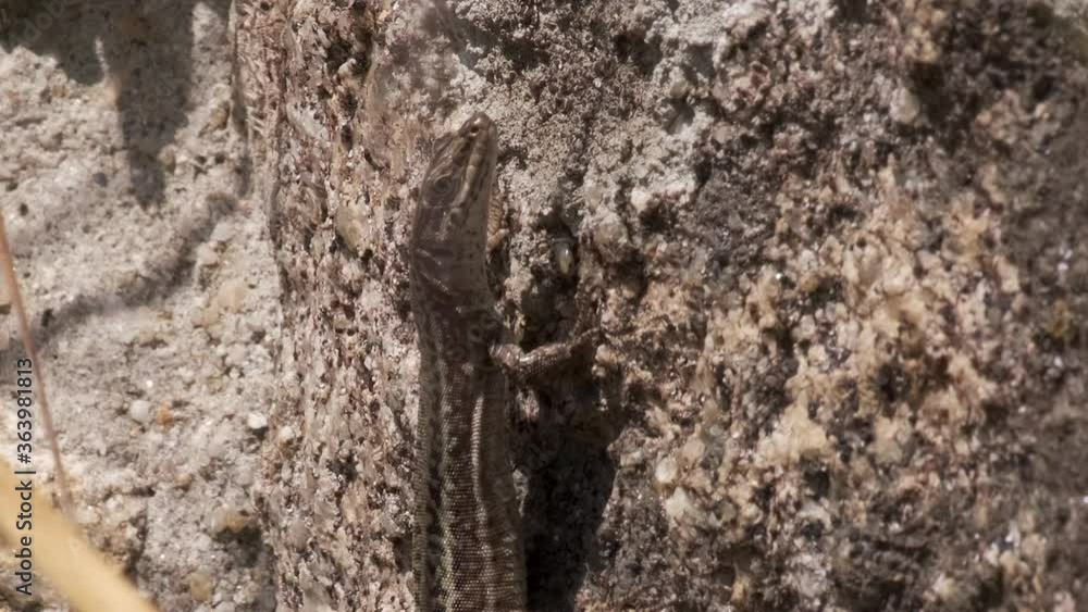 Iberian Wall Lizard (Podarcis hispanicus) clinging to old stone wall. Close up with grass blowing in foreground. Iberian Wall Lizard (Podarcis hispanicus) clinging to old stone wall. Close up with grass blowing in foreground.