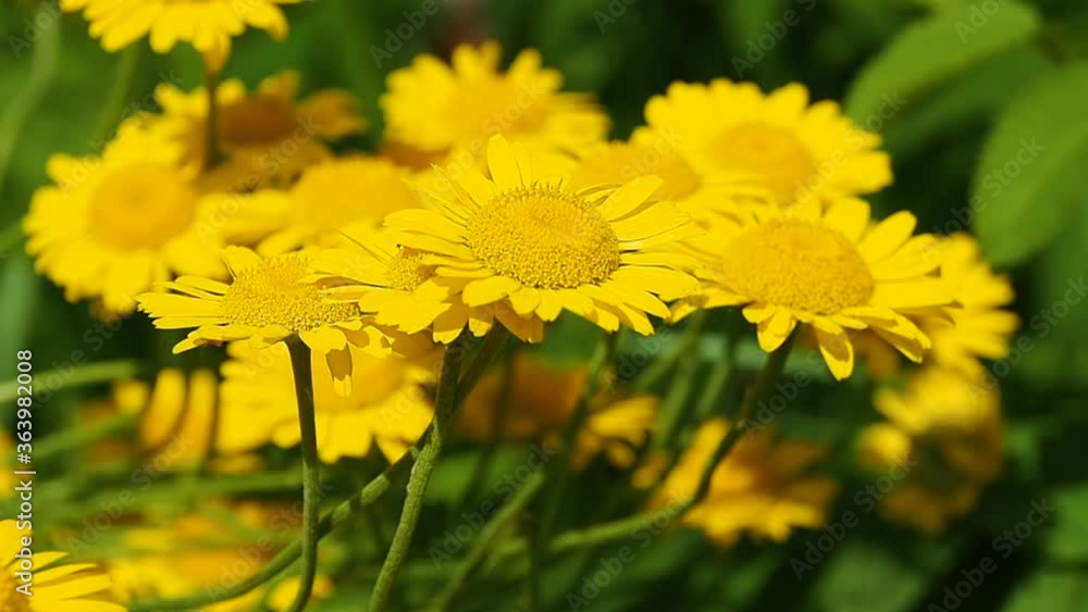Yellow Sunny flower in the garden. Gerbera flowers grew in a natural environment. Yellow Sunny flower in the garden. Gerbera flowers grew in a natural environment.