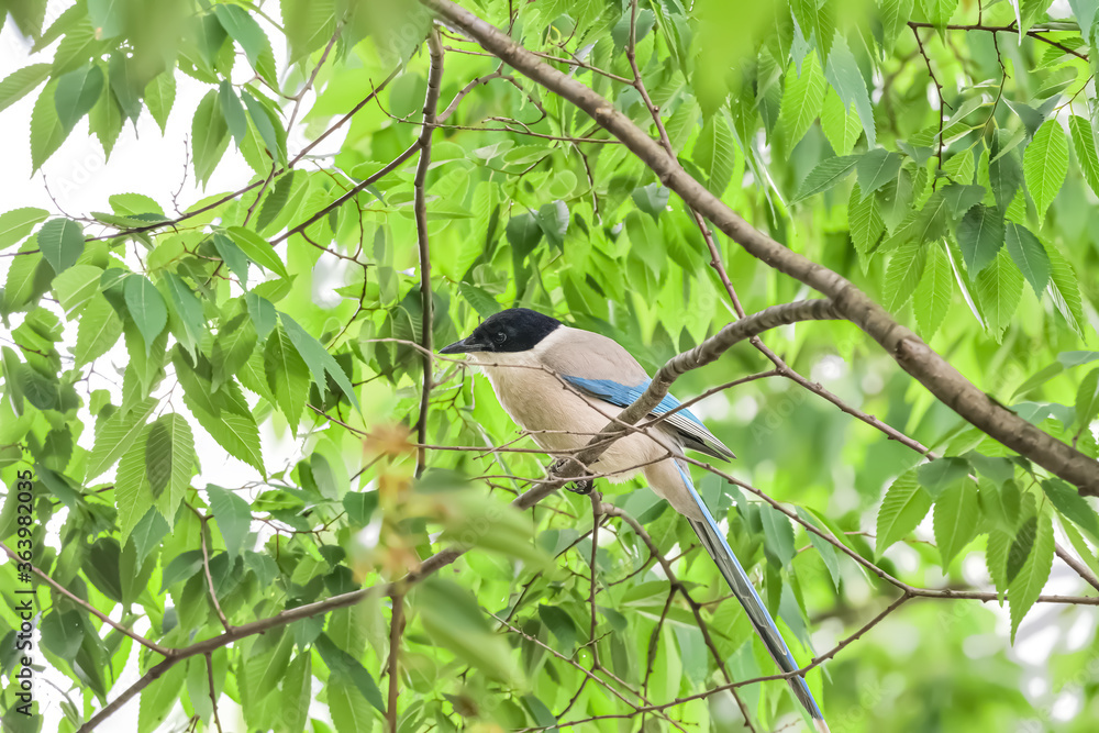 Obraz premium オナガ