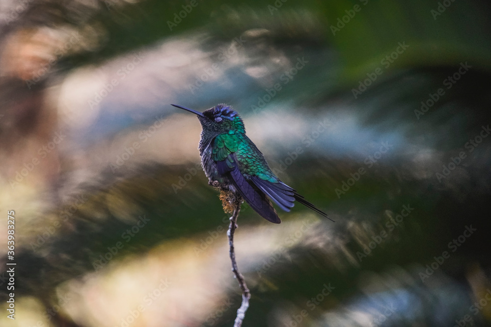 Swallow-tailed Hummingbird