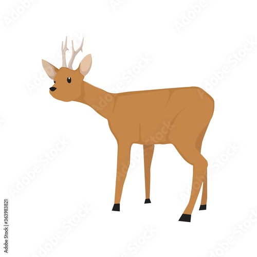 Roe Deer Illustration