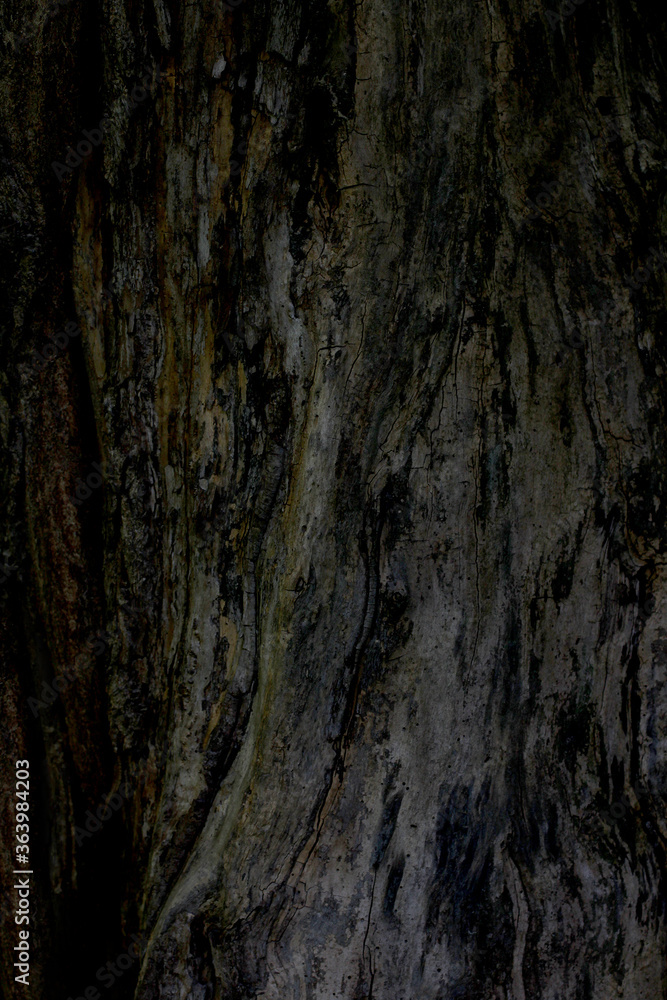 The texture of the tree without bark. Dark wood structure. The texture of the tree without bark. Dark wood structure.