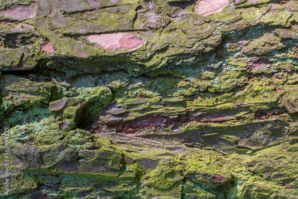 The structure of the pine bark covered with moss. Background about nature. Horizontal photo.