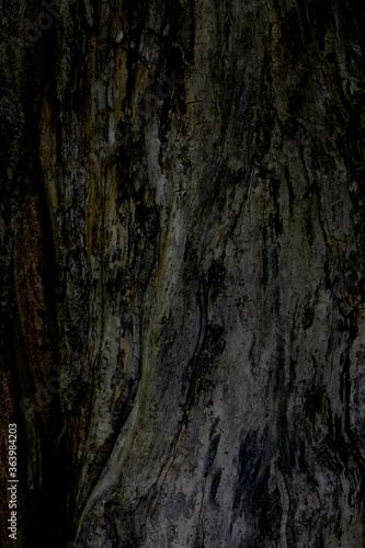 The texture of the tree without bark. Dark wood structure.