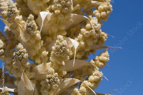 Tan Panicle bloom on Parry Beargrass, Nolina Parryi, Asparagaceae, native Perennial Woody Evergreen Shrub in Pioneertown Mountains Preserve, Southern Mojave Desert, Springtime. photo