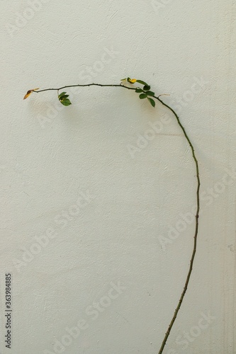 old paper texture with flowers