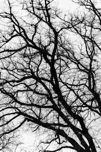 tree silhouette vector