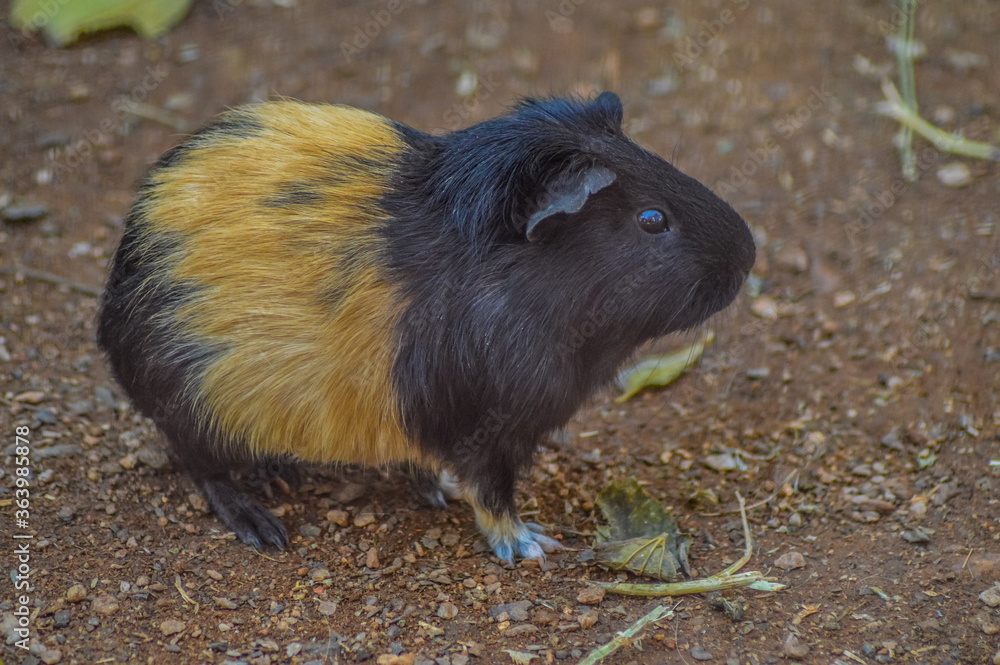 Cute, beautiful and furry domestic guinea pig or cavy or Cavia porcellus in a zoo in South Africa Cute, beautiful and furry domestic guinea pig or cavy or Cavia porcellus in a zoo in South Africa