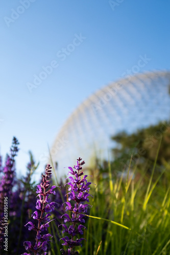 Montreal, Canada - june 2020 : vertical view of the Biosphere located in the "Jean Drapeau" park, with woodland sage in the foreground