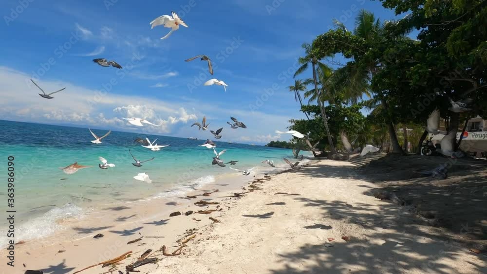 pigeons on the sandy beach of a tropical island pigeons on the sandy beach of a tropical island