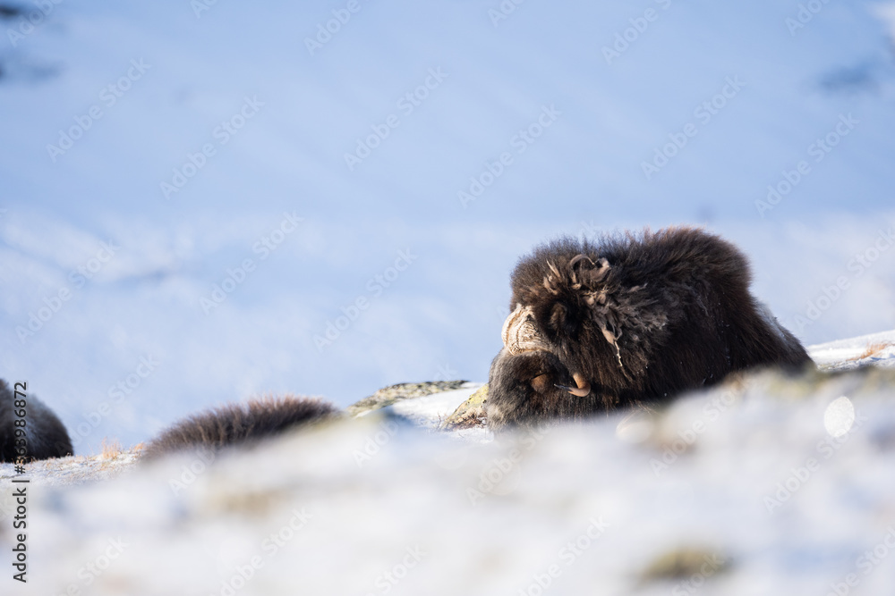 Obraz premium Musk ox from Dovrefjell National Park, Norway. Arctic winter environment.