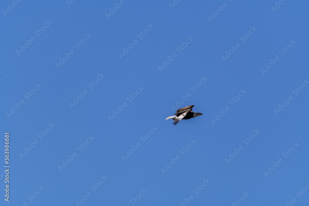 Bald Eagle in flight over the River