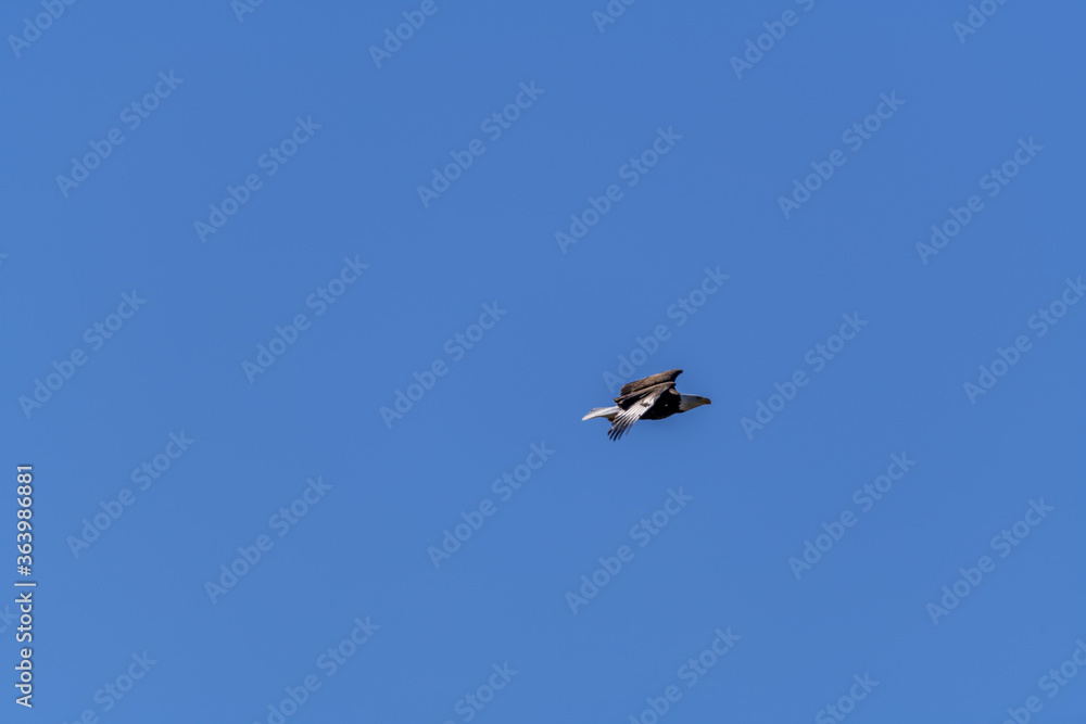 Bald Eagle in flight over the River Bald Eagle in flight over the River