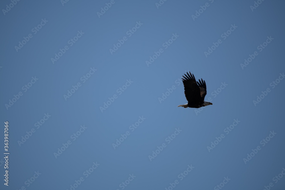 Obraz premium Bald Eagle in flight over the River