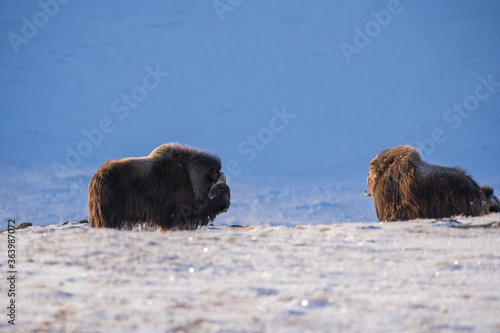 Musk ox from Dovrefjell National Park, Norway. Arctic winter environment.