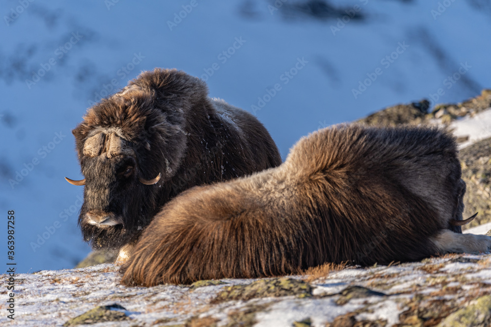 Fototapeta premium Musk ox from Dovrefjell National Park, Norway. Arctic winter environment.