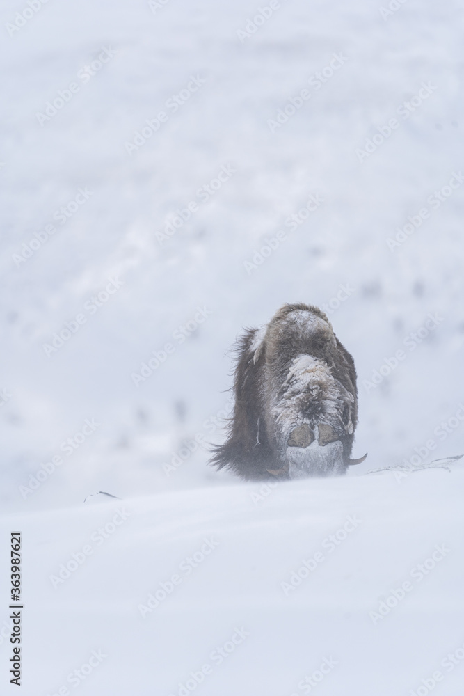 Obraz premium Muskox from Dovrefjell National Park, Norway
