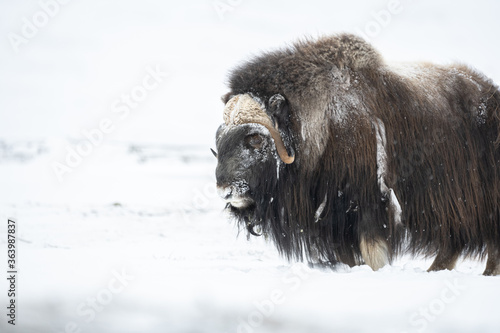 The muskox in the Dovrefjell National Park, Norway