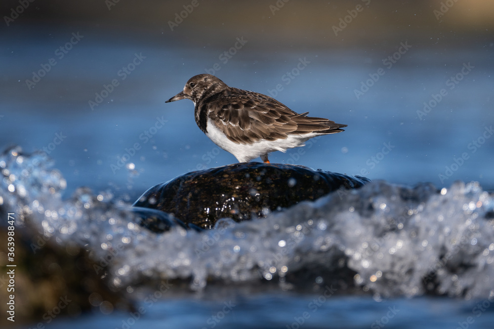 Obraz premium Purple sandpiper | Calidris maritima. A shore bird from Norway.