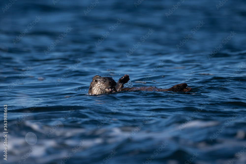 Fototapeta premium Lutra lutra with the common name Eurasian otter, belongs to the Mammals group. The photo was made in Norway, Alesund