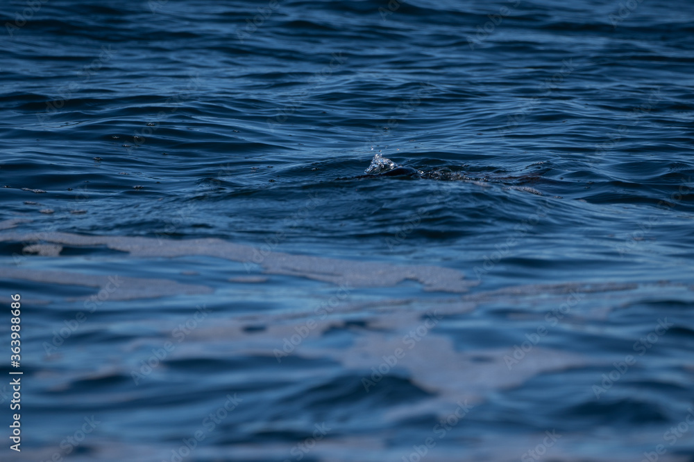 Fototapeta premium Blue water ocean texture and background