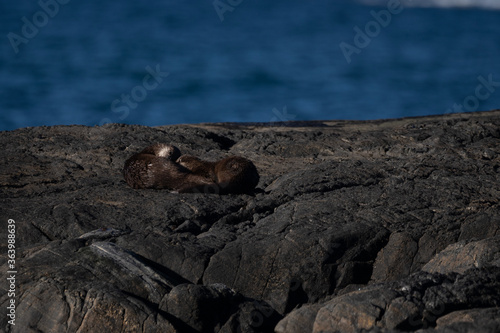 Lutra lutra with the common name Eurasian otter, belongs to the Mammals group. The photo was made in Norway, Alesund