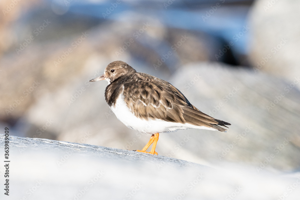 Purple sandpiper, Calidris maritima, is a small shorebird. Their breeding habitat is the northern tundra on Arctic islands in Canada and coastal areas in Greenland and northwestern Europe. Purple sandpiper, Calidris maritima, is a small shorebird. Their breeding habitat is the northern tundra on Arctic islands in Canada and coastal areas in Greenland and northwestern Europe.