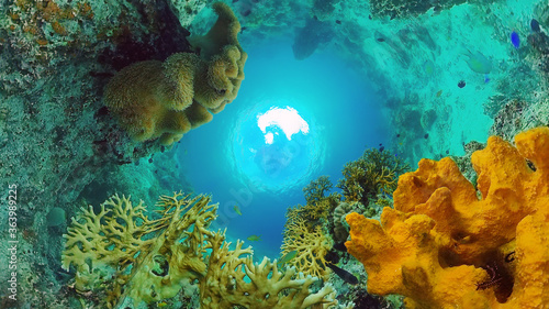 Fototapeta Naklejka Na Ścianę i Meble -  Underwater fish reef marine. Tropical colorful underwater seascape with coral reef. Panglao, Bohol, Philippines.